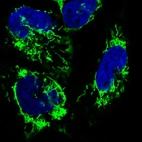 Immunofluorescence staining in U251 cell line with Anti-CS monoclonal antibody, showing specific mitochondrial staining in green. Microtubule- and nuclear probes are visualized in red and blue respectively (where available).
