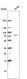 Anti-DTL Antibody