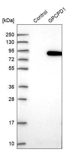 Anti-GPCPD1 Antibody