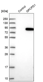 Anti-GPCPD1 Antibody