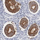 Immunohistochemical staining of human endometrium shows strong membranous positivity in glandular cells.