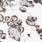 Immunohistochemical staining of human placenta shows strong membranous positivity in trophoblastic cells.