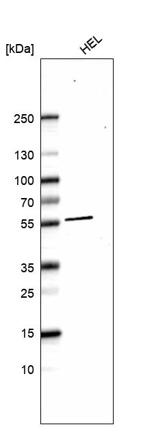 Anti-XK Antibody