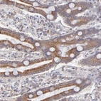 Immunohistochemical staining of human duodenum shows strong cytoplasmic positivity in glandular cells.