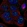 Anti-CXorf57 Antibody