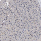 Immunohistochemical staining of human pancreas shows no cytoplasmic positivity in exocrine glandular cells as expected.
