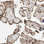 Immunohistochemical staining of human placenta shows strong nuclear positivity in trophoblastic cells.