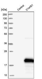 Western blot analysis in control (vector only transfected HEK293T lysate) and C1orf21 over-expression lysate (Co-expressed with a C-terminal myc-DDK tag (~3.1 kDa) in mammalian HEK293T cells, LY410701).
