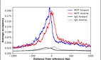 ChIP-Exo-Seq composite graph for Anti-MITF (HPA003259, Lot 000014341) tested in K562 cells. Strand-specific reads (blue: forward, red: reverse) and IgG controls (black: forward, grey: reverse) are plotted against the distance from a composite set of reference binding sites. The antibody exhibits robust target enrichment compared to a non-specific IgG control and precisely reveals its structural organization around the binding site. Data generated by Prof. B. F. Pugh´s Lab at Cornell University.
