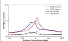ChIP-Exo-Seq composite graph for Anti-ETV6 (HPA000264, Lot 000045525) tested in K562 cells. Strand-specific reads (blue: forward, red: reverse) and IgG controls (black: forward, grey: reverse) are plotted against the distance from a composite set of reference binding sites. The antibody exhibits robust target enrichment compared to a non-specific IgG control and precisely reveals its structural organization around the binding site. Data generated by Prof. B. F. Pugh´s Lab at Cornell University.