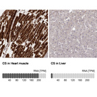 Anti-CS Antibody