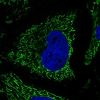 Immunofluorescence staining in HeLa cell line with Anti-CS monoclonal antibody, showing specific mitochondrial staining in green. Microtubule- and nuclear probes are visualized in red and blue respectively (where available).