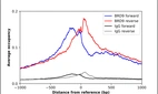 ChIP-Exo-Seq composite graph for Anti-BRD9 (HPA023197, Lot 000021455) tested in K562 cells. Strand-specific reads (blue: forward, red: reverse) and IgG controls (black: forward, grey: reverse) are plotted against the distance from a composite set of reference binding sites. The antibody exhibits robust target enrichment compared to a non-specific IgG control and precisely reveals its structural organization around the binding site. Data generated by Prof. B. F. Pugh´s Lab at Cornell University.