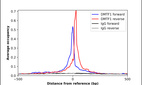 ChIP-Exo-Seq composite graph for Anti-DMTF1 (HPA023846, Lot 000028323) tested in K562 cells. Strand-specific reads (blue: forward, red: reverse) and IgG controls (black: forward, grey: reverse) are plotted against the distance from a composite set of reference binding sites. The antibody exhibits robust target enrichment compared to a non-specific IgG control and precisely reveals its structural organization around the binding site. Data generated by Prof. B. F. Pugh´s Lab at Cornell University.