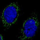 Immunofluorescence staining in A431 cell line with Anti-CS monoclonal antibody, showing specific mitochondrial staining in green. Microtubule- and nuclear probes are visualized in red and blue respectively (where available).