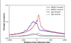 ChIP-Exo-Seq composite graph for Anti-NFATC2 (HPA024369, Lot A114950) tested in K562 cells. Strand-specific reads (blue: forward, red: reverse) and IgG controls (black: forward, grey: reverse) are plotted against the distance from a composite set of reference binding sites. The antibody exhibits robust target enrichment compared to a non-specific IgG control and precisely reveals its structural organization around the binding site. Data generated by Prof. B. F. Pugh´s Lab at Cornell University.