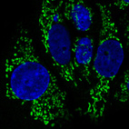 Immunofluorescence staining in MCF7 cell line with Anti-CS monoclonal antibody, showing specific mitochondrial staining in green. Microtubule- and nuclear probes are visualized in red and blue respectively (where available).