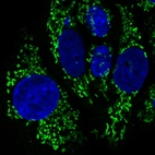 Immunofluorescence staining in MCF7 cell line with Anti-CS monoclonal antibody, showing specific mitochondrial staining in green. Microtubule- and nuclear probes are visualized in red and blue respectively (where available).