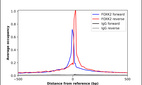 ChIP-Exo-Seq composite graph for Anti-FOXK2 (HPA027523, Lot 000010450) tested in K562 cells. Strand-specific reads (blue: forward, red: reverse) and IgG controls (black: forward, grey: reverse) are plotted against the distance from a composite set of reference binding sites. The antibody exhibits robust target enrichment compared to a non-specific IgG control and precisely reveals its structural organization around the binding site. Data generated by Prof. B. F. Pugh´s Lab at Cornell University.
