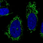 Immunofluorescence staining in U2OS cell line with Anti-CS monoclonal antibody, showing specific mitochondrial staining in green. Microtubule- and nuclear probes are visualized in red and blue respectively (where available).