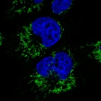 Immunofluorescence staining in U251 cell line with Anti-CS monoclonal antibody, showing specific mitochondrial staining in green. Microtubule- and nuclear probes are visualized in red and blue respectively (where available).