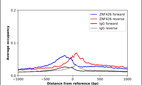 ChIP-Exo-Seq composite graph for Anti-ZNF426 (HPA029342, Lot R30504) tested in K562 cells. Strand-specific reads (blue: forward, red: reverse) and IgG controls (black: forward, grey: reverse) are plotted against the distance from a composite set of reference binding sites. The antibody exhibits robust target enrichment compared to a non-specific IgG control and precisely reveals its structural organization around the binding site. Data generated by Prof. B. F. Pugh´s Lab at Cornell University.