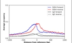 ChIP-Exo-Seq composite graph for Anti-SOX4 (HPA029901, Lot D116454) tested in K562 cells. Strand-specific reads (blue: forward, red: reverse) and IgG controls (black: forward, grey: reverse) are plotted against the distance from a composite set of reference binding sites. The antibody exhibits robust target enrichment compared to a non-specific IgG control and precisely reveals its structural organization around the binding site. Data generated by Prof. B. F. Pugh´s Lab at Cornell University.