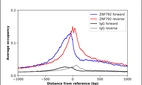ChIP-Exo-Seq composite graph for Anti-ZNF792 (HPA035158, Lot 000020182) tested in K562 cells. Strand-specific reads (blue: forward, red: reverse) and IgG controls (black: forward, grey: reverse) are plotted against the distance from a composite set of reference binding sites. The antibody exhibits robust target enrichment compared to a non-specific IgG control and precisely reveals its structural organization around the binding site. Data generated by Prof. B. F. Pugh´s Lab at Cornell University.