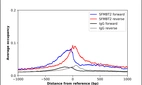ChIP-Exo-Seq composite graph for Anti-SFMBT2 (HPA035448, Lot A81298) tested in K562 cells. Strand-specific reads (blue: forward, red: reverse) and IgG controls (black: forward, grey: reverse) are plotted against the distance from a composite set of reference binding sites. The antibody exhibits robust target enrichment compared to a non-specific IgG control and precisely reveals its structural organization around the binding site. Data generated by Prof. B. F. Pugh´s Lab at Cornell University.