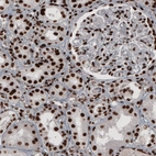 Immunohistochemical staining of human kidney shows strong nuclear immunoreactivity.