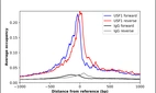 ChIP-Exo-Seq composite graph for Anti-USF1 (HPA036233, Lot R33463) tested in K562 cells. Strand-specific reads (blue: forward, red: reverse) and IgG controls (black: forward, grey: reverse) are plotted against the distance from a composite set of reference binding sites. The antibody exhibits robust target enrichment compared to a non-specific IgG control and precisely reveals its structural organization around the binding site. Data generated by Prof. B. F. Pugh´s Lab at Cornell University.