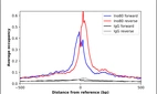 ChIP-Exo-Seq composite graph for Anti-INO80 (HPA041484, Lot R38190) tested in K562 cells. Strand-specific reads (blue: forward, red: reverse) and IgG controls (black: forward, grey: reverse) are plotted against the distance from a composite set of reference binding sites. The antibody exhibits robust target enrichment compared to a non-specific IgG control and precisely reveals its structural organization around the binding site. Data generated by Prof. B. F. Pugh´s Lab at Cornell University.
