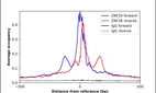 ChIP-Exo-Seq composite graph for Anti-ZNF26 (HPA042406, Lot R40918) tested in K562 cells. Strand-specific reads (blue: forward, red: reverse) and IgG controls (black: forward, grey: reverse) are plotted against the distance from a composite set of reference binding sites. The antibody exhibits robust target enrichment compared to a non-specific IgG control and precisely reveals its structural organization around the binding site. Data generated by Prof. B. F. Pugh´s Lab at Cornell University.
