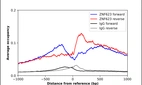 ChIP-Exo-Seq composite graph for Anti-ZNF623 (HPA044372, Lot R42584) tested in K562 cells. Strand-specific reads (blue: forward, red: reverse) and IgG controls (black: forward, grey: reverse) are plotted against the distance from a composite set of reference binding sites. The antibody exhibits robust target enrichment compared to a non-specific IgG control and precisely reveals its structural organization around the binding site. Data generated by Prof. B. F. Pugh´s Lab at Cornell University.
