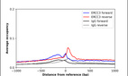 ChIP-Exo-Seq composite graph for Anti-ERCC3 (HPA046077, Lot R43644) tested in K562 cells. Strand-specific reads (blue: forward, red: reverse) and IgG controls (black: forward, grey: reverse) are plotted against the distance from a composite set of reference binding sites. The antibody exhibits robust target enrichment compared to a non-specific IgG control and precisely reveals its structural organization around the binding site. Data generated by Prof. B. F. Pugh´s Lab at Cornell University.