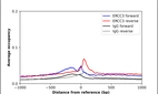 ChIP-Exo-Seq composite graph for Anti-ERCC3 (HPA046077, Lot R43644) tested in K562 cells. Strand-specific reads (blue: forward, red: reverse) and IgG controls (black: forward, grey: reverse) are plotted against the distance from a composite set of reference binding sites. The antibody exhibits robust target enrichment compared to a non-specific IgG control and precisely reveals its structural organization around the binding site. Data generated by Prof. B. F. Pugh´s Lab at Cornell University.