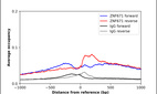 ChIP-Exo-Seq composite graph for Anti-ZNF671 (HPA046099, Lot R43689) tested in K562 cells. Strand-specific reads (blue: forward, red: reverse) and IgG controls (black: forward, grey: reverse) are plotted against the distance from a composite set of reference binding sites. The antibody exhibits robust target enrichment compared to a non-specific IgG control and precisely reveals its structural organization around the binding site. Data generated by Prof. B. F. Pugh´s Lab at Cornell University.