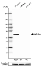 Western blot analysis in U-251MG cells transfected with control siRNA, target specific siRNA probe #1 and #2, using Anti-HNRNPC antibody. Remaining relative intensity is presented. Loading control: Anti-PPIB.