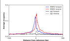 ChIP-Exo-Seq composite graph for Anti-RPAP2 (HPA046443, Lot 000020548) tested in K562 cells. Strand-specific reads (blue: forward, red: reverse) and IgG controls (black: forward, grey: reverse) are plotted against the distance from a composite set of reference binding sites. The antibody exhibits robust target enrichment compared to a non-specific IgG control and precisely reveals its structural organization around the binding site. Data generated by Prof. B. F. Pugh´s Lab at Cornell University.