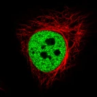 Immunofluorescence staining in HeLa cell line with Anti-HNRNPC monoclonal antibody, showing distinct nuclear (without nucleoli) staining in green. Microtubule- and nuclear probes are visualized in red and blue respectively (where available).