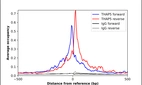 ChIP-Exo-Seq composite graph for Anti-THAP5 (HPA051488, Lot R61376) tested in K562 cells. Strand-specific reads (blue: forward, red: reverse) and IgG controls (black: forward, grey: reverse) are plotted against the distance from a composite set of reference binding sites. The antibody exhibits robust target enrichment compared to a non-specific IgG control and precisely reveals its structural organization around the binding site. Data generated by Prof. B. F. Pugh´s Lab at Cornell University.