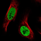Immunofluorescence staining in U2OS cell line with Anti-HNRNPC monoclonal antibody, showing distinct nuclear (without nucleoli) staining in green. Microtubule- and nuclear probes are visualized in red and blue respectively (where available).