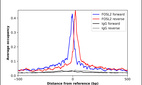ChIP-Exo-Seq composite graph for Anti-FOSL2 (HPA061417, Lot R85963) tested in K562 cells. Strand-specific reads (blue: forward, red: reverse) and IgG controls (black: forward, grey: reverse) are plotted against the distance from a composite set of reference binding sites. The antibody exhibits robust target enrichment compared to a non-specific IgG control and precisely reveals its structural organization around the binding site. Data generated by Prof. B. F. Pugh´s Lab at Cornell University.