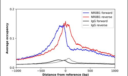 Anti-NR0B1 Antibody