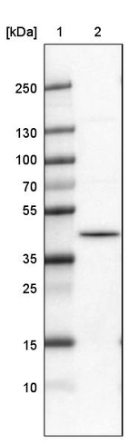 Lane 1: Marker [kDa]_br/_Lane 2:Human cell line U-251 MG