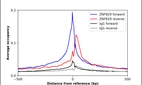 ChIP-Exo-Seq composite graph for Anti-ZNF829 (HPA073073, Lot R97944) tested in K562 cells. Strand-specific reads (blue: forward, red: reverse) and IgG controls (black: forward, grey: reverse) are plotted against the distance from a composite set of reference binding sites. The antibody exhibits robust target enrichment compared to a non-specific IgG control and precisely reveals its structural organization around the binding site. Data generated by Prof. B. F. Pugh´s Lab at Cornell University.