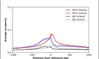 ChIP-Exo-Seq composite graph for Anti-HEY2 (HPA074851, Lot 000026759) tested in K562 cells. Strand-specific reads (blue: forward, red: reverse) and IgG controls (black: forward, grey: reverse) are plotted against the distance from a composite set of reference binding sites. The antibody exhibits robust target enrichment compared to a non-specific IgG control and precisely reveals its structural organization around the binding site. Data generated by Prof. B. F. Pugh´s Lab at Cornell University.