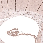 Immunohistochemical staining of mouse brain shows strong nuclear positivity in oligodendrocytes.