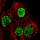 Immunofluorescence staining in A431 cell line with Anti-HNRNPC monoclonal antibody, showing distinct nuclear (without nucleoli) staining in green. Microtubule- and nuclear probes are visualized in red and blue respectively (where available).
