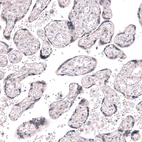 Immunohistochemical staining of human placenta shows no nuclear positivity in trophoblastic cells as expected.